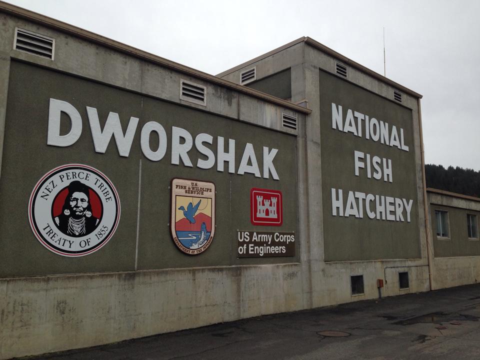 Dworshak hatchery recognized for energy upgrades